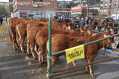 Concentraciones ganaderas